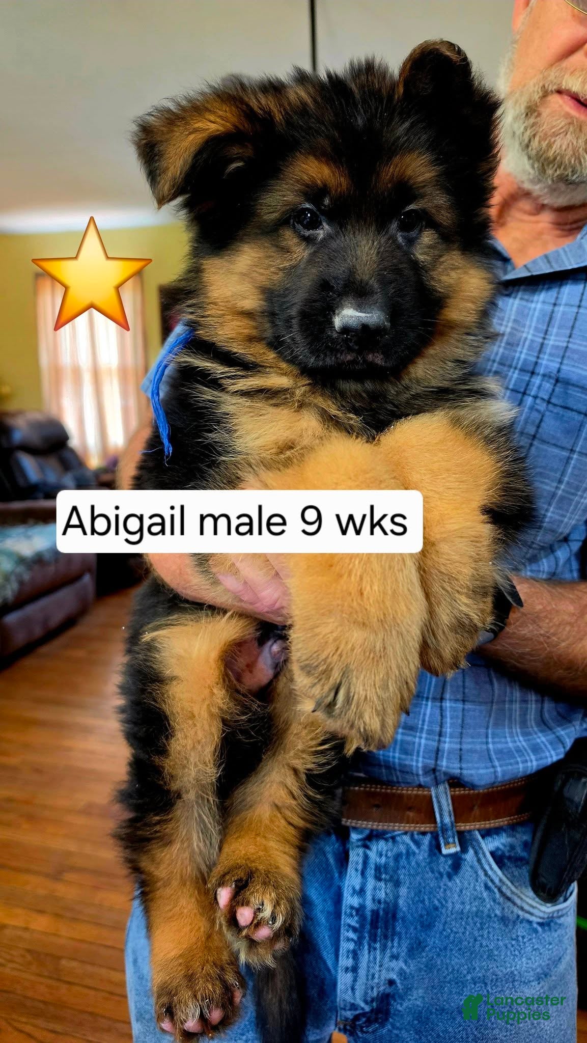 German Shepherd dogs German Shepherd 1 - Ad 23