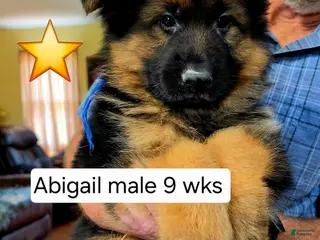 German Shepherd dogs German Shepherd 1 - Ad 23