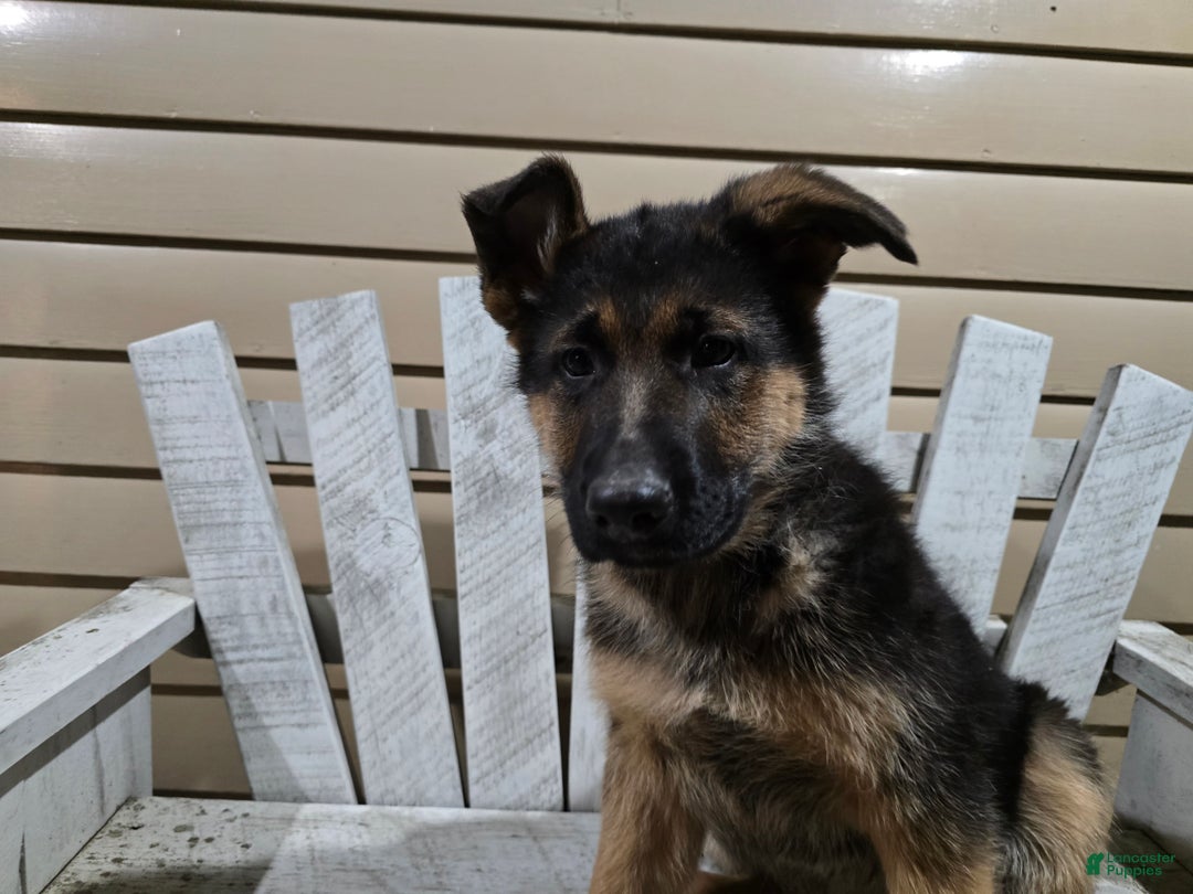 German Shepherd dogs for sale: Hunter - Ad 4