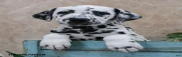 Dalmatian dogs for sale: Honor - Ad 1