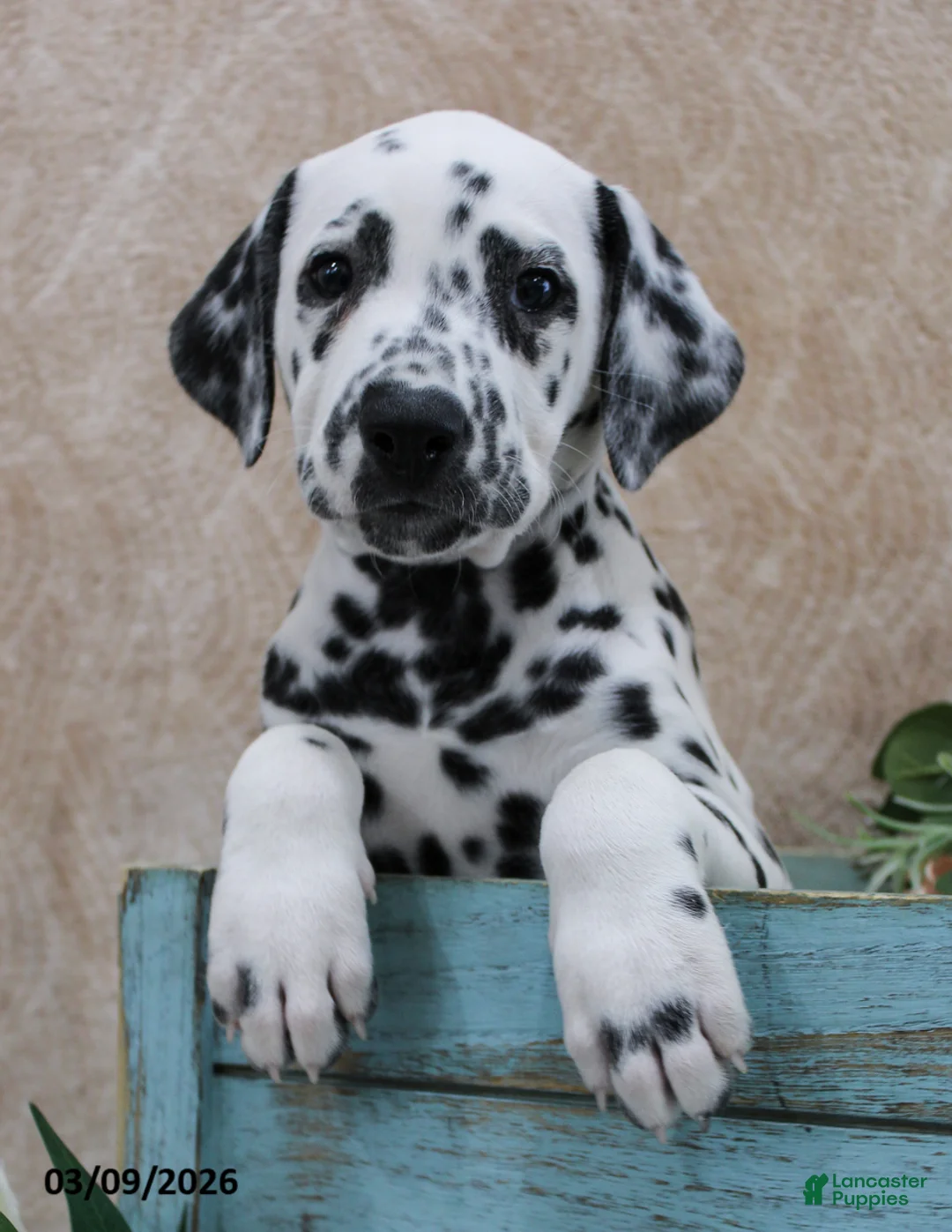 Dalmatian dogs for sale: Honor - Ad 1