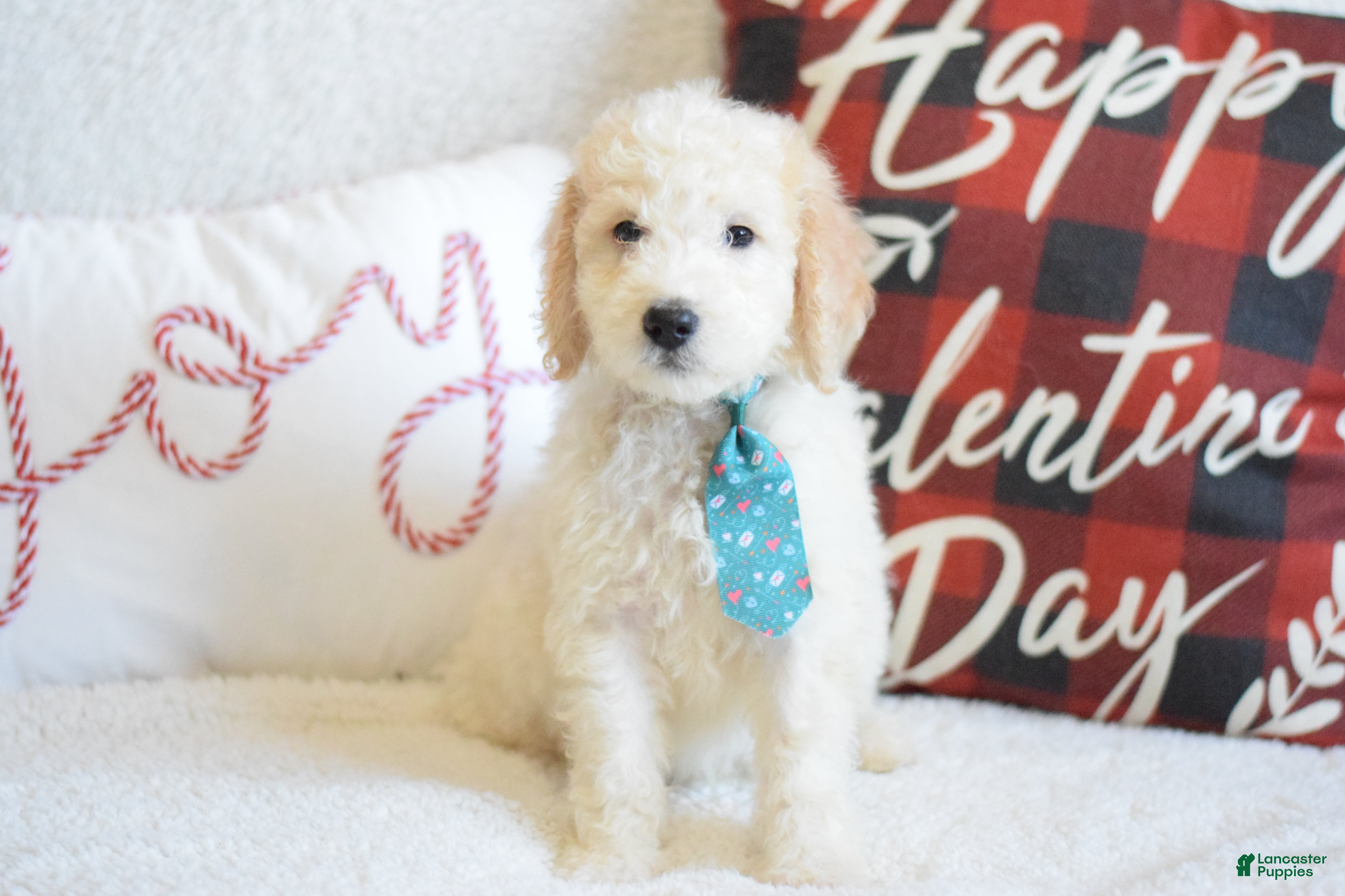Goldendoodle dogs Goldendoodle Puppy 9 - Ad 8