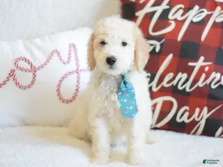 Goldendoodle dogs Goldendoodle Puppy 9 - Ad 8