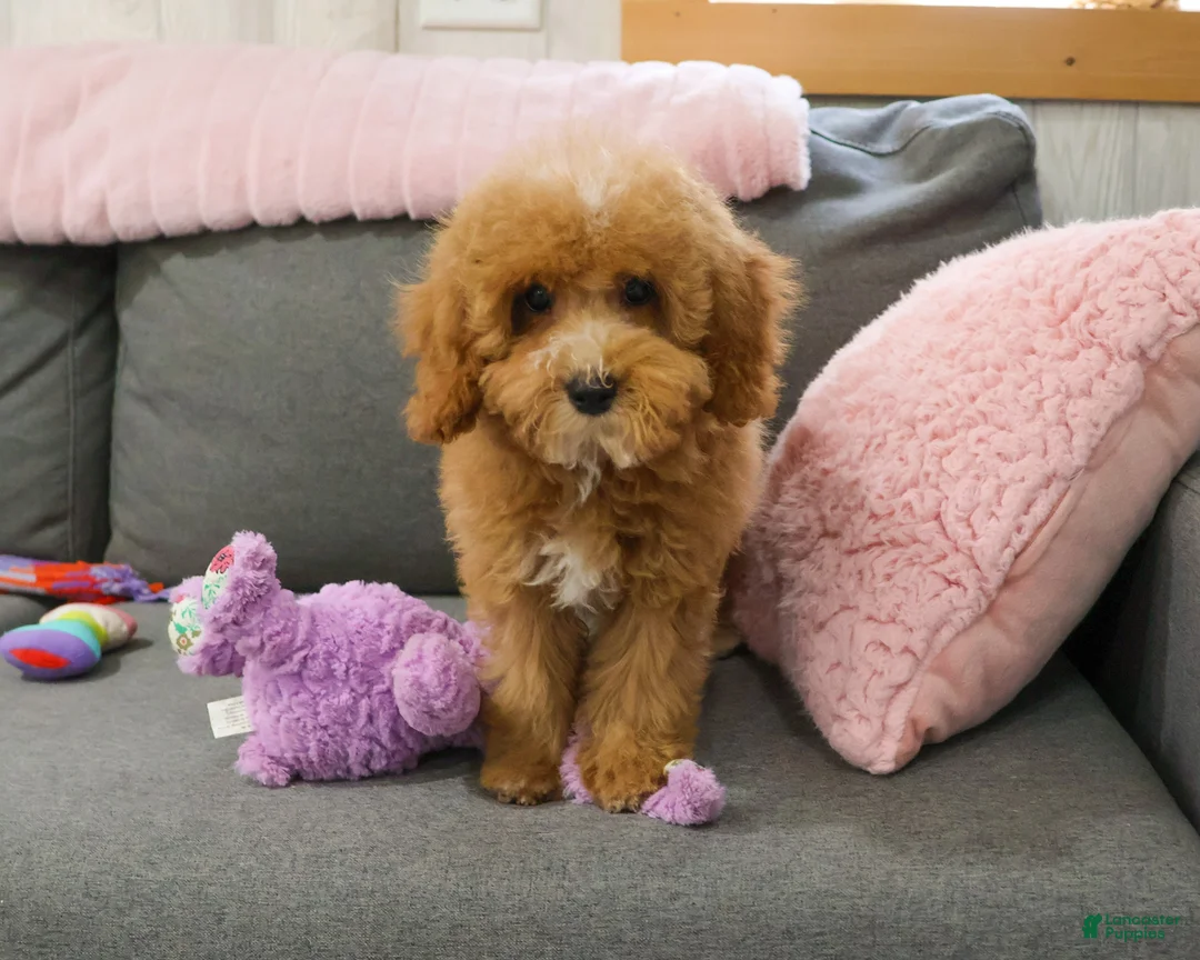 Cavapoo dogs for sale: Cici - Ad 1