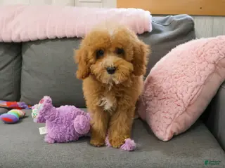 Cavapoo dogs Cici - Ad 7