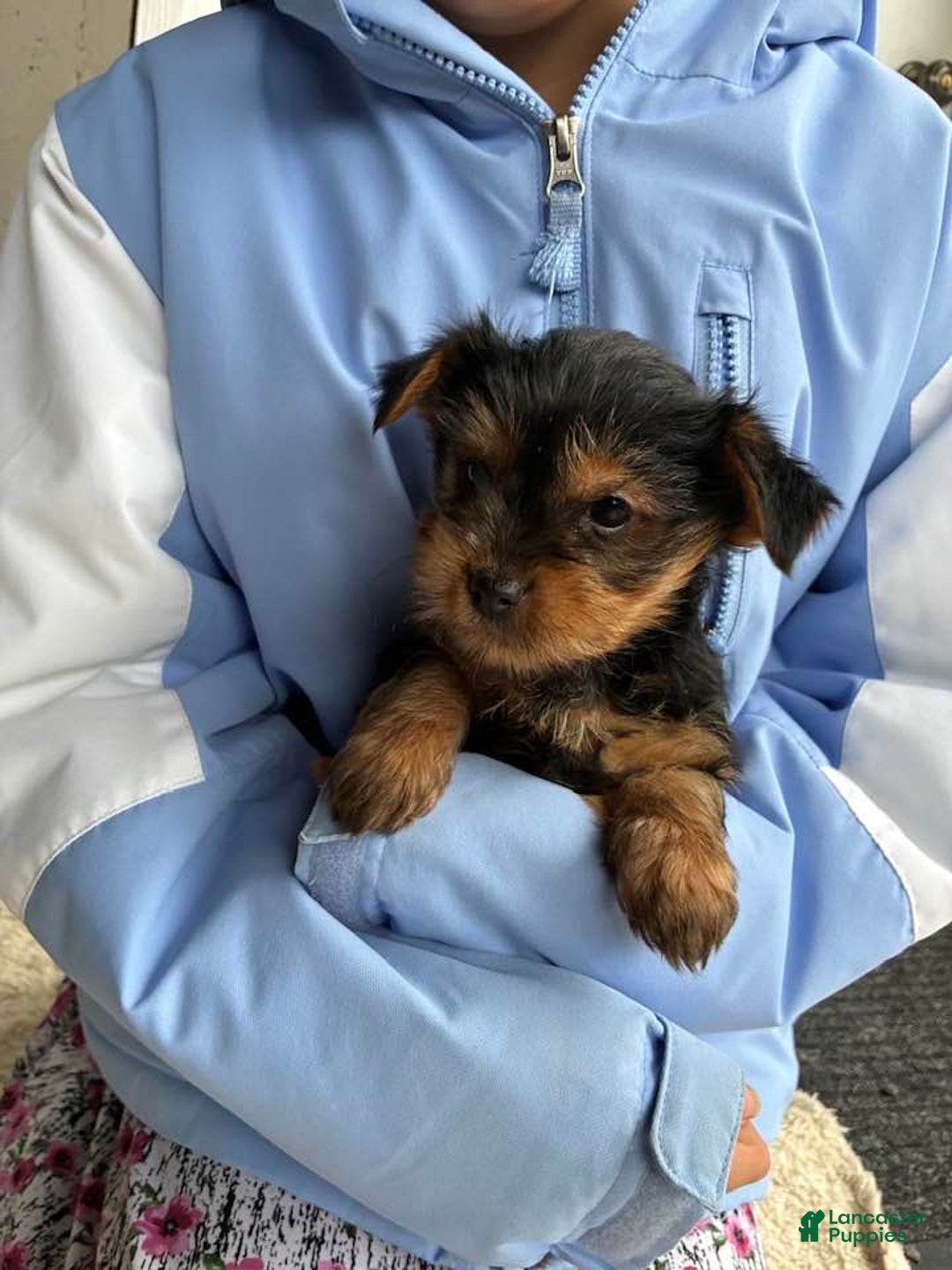 Yorkshire Terrier dogs for sale: Noel - Ad 3