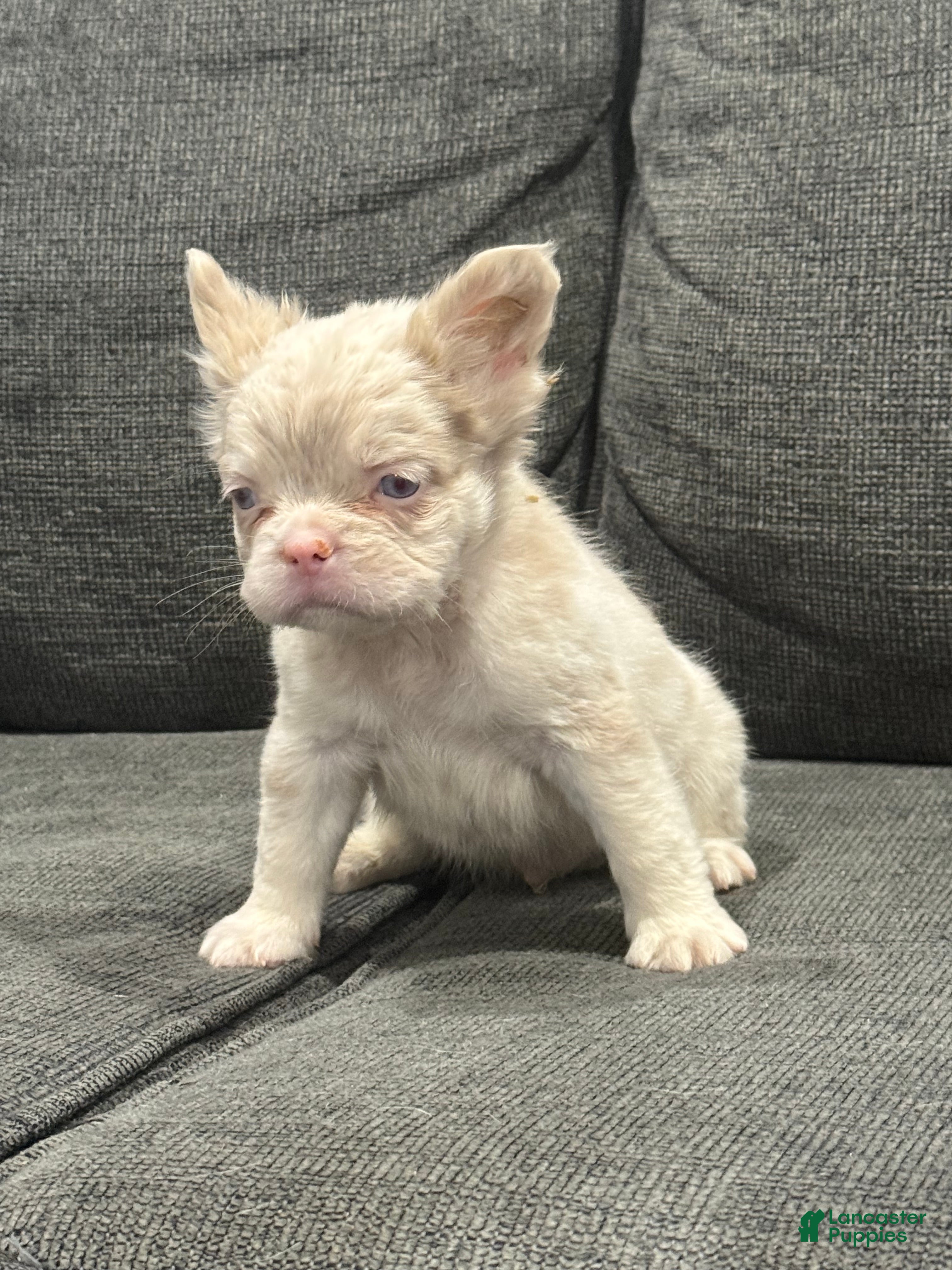 French Bulldog dogs Pink Princess - Ad 2