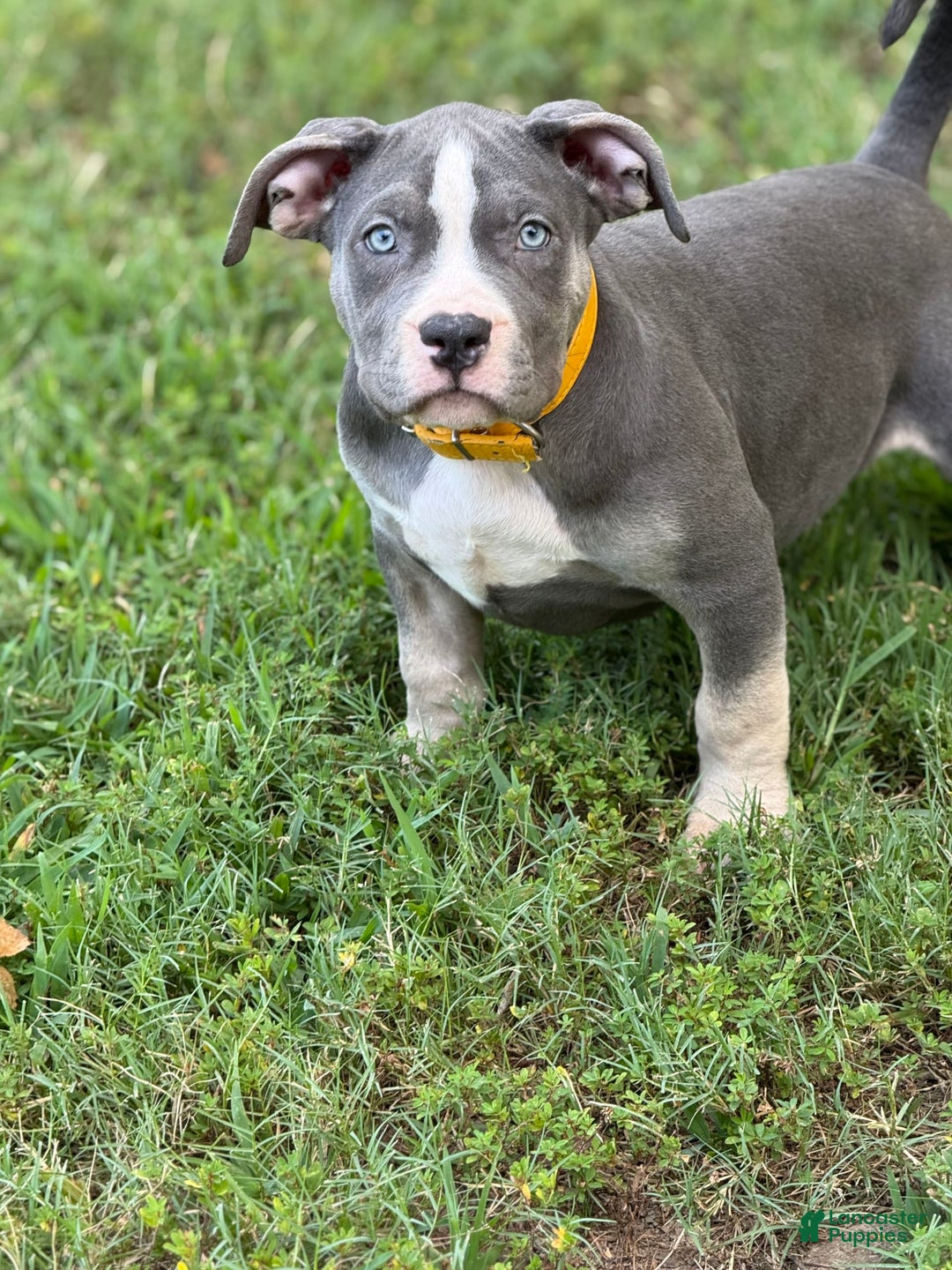 American Bully dogs for sale: American Bully 4 puppies - Ad 10