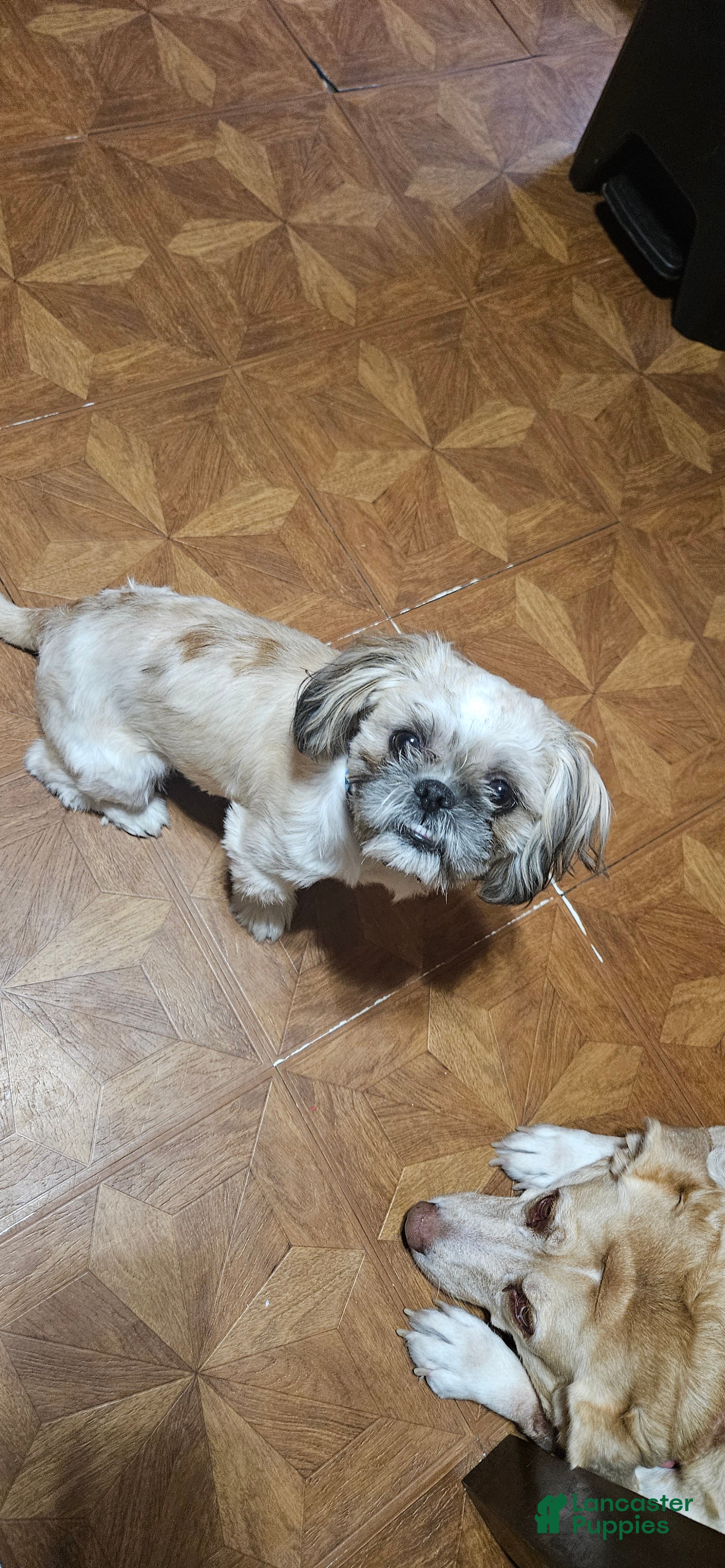 Shih Tzu dogs Reese - Ad 41