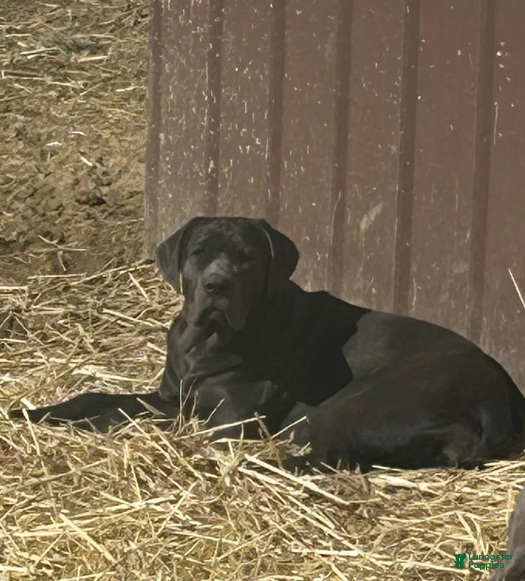 Cane Corso dogs for sale: Cane Corso Puppy 2 - Ad 2