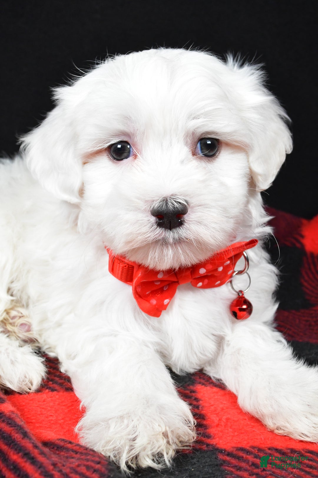Maltese dogs for sale: Hector - Ad 3