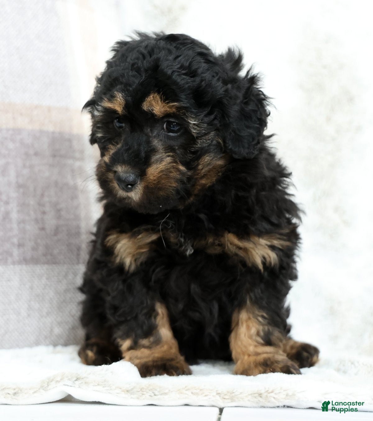 Mini Bernedoodle dogs Bailey - Ad 1