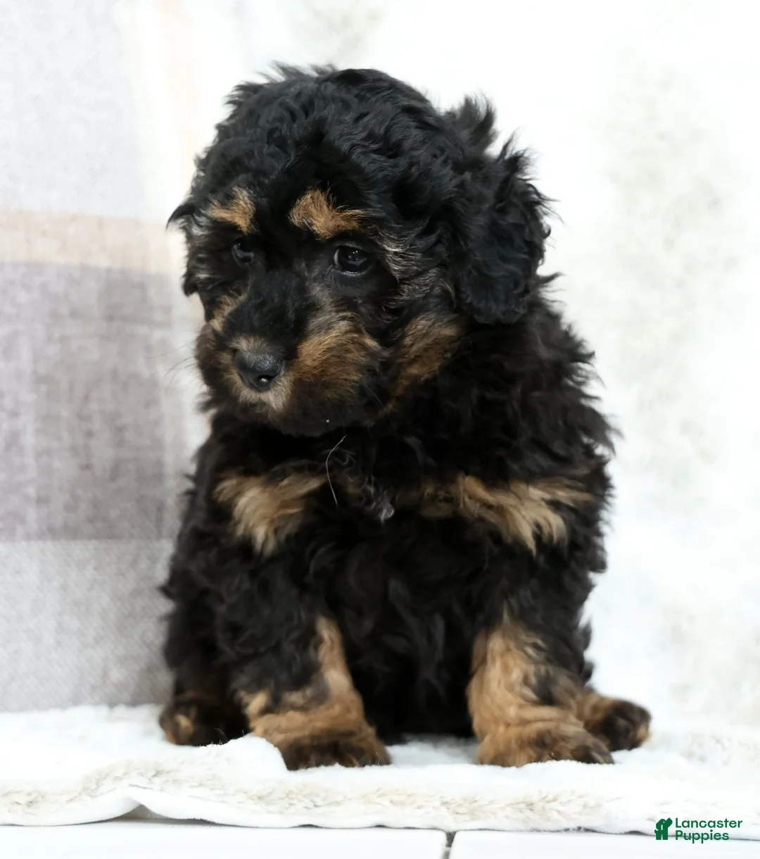 Mini Bernedoodle dogs for sale: Bailey - Ad 1