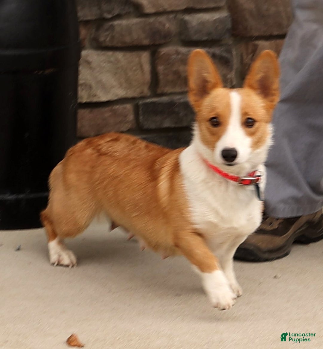 Welsh Corgi Pembroke dogs for sale: Wade - Ad 6