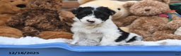 Aussiedoodle dogs for sale: Johnny - Ad 2