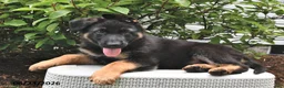 German Shepherd dogs for sale: King - Ad 3