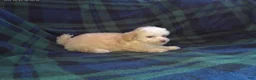 Maltipoo dogs for sale: Summer---Maltipoo female, in home raised, non-shedding - Ad 3