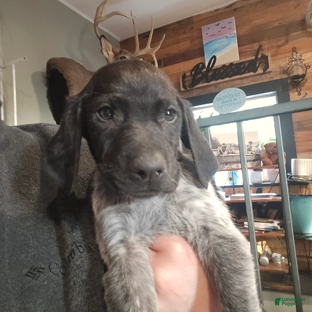 Mixed Breed dogs for sale: Litter's little Gentleman  - Ad 2