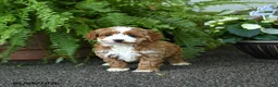 Cockapoo dogs for sale: Cricket - Ad 2