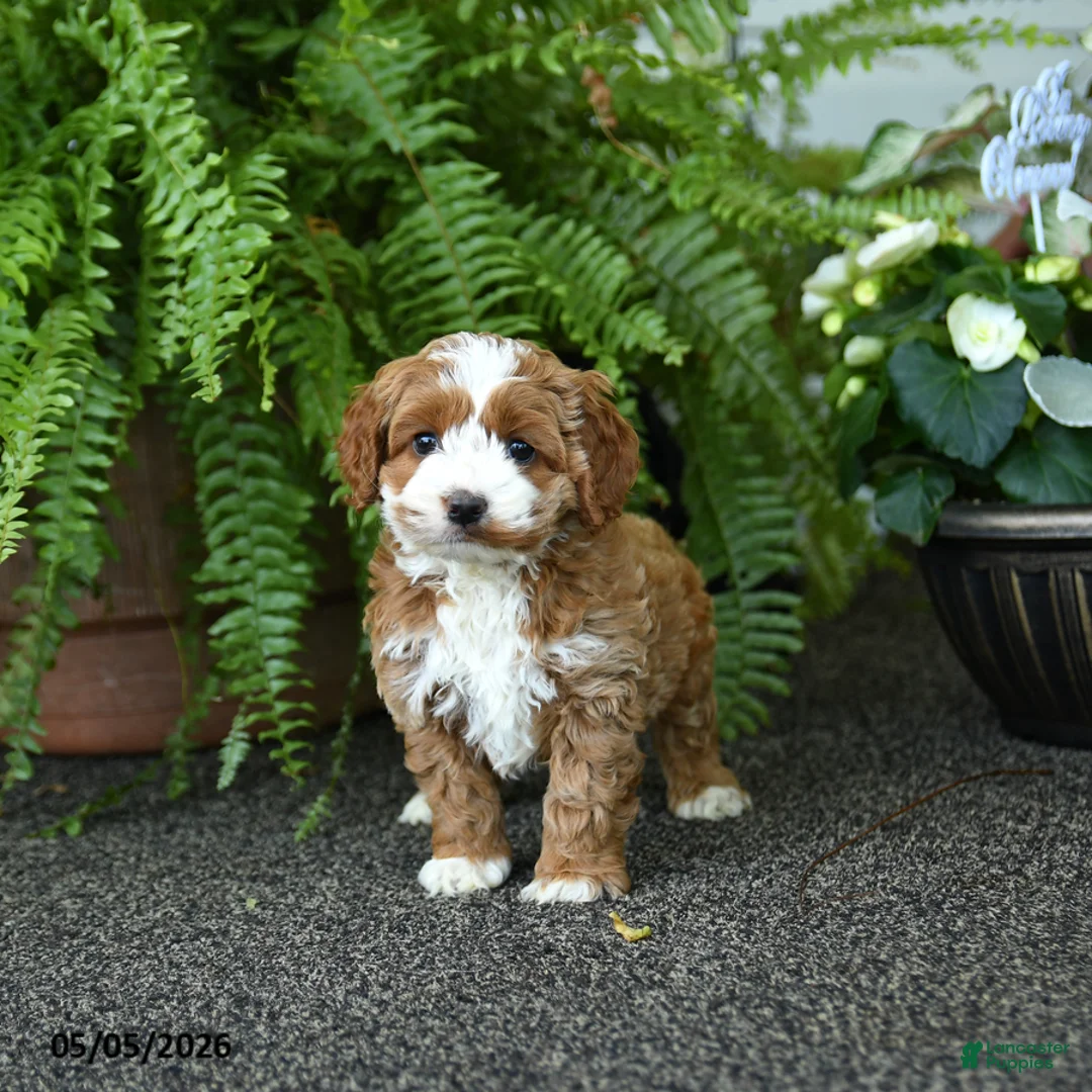 Cockapoo dogs for sale: Cricket - Ad 2