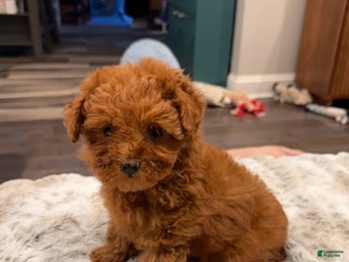 Toy Poodle dogs Kelsey- Teacup/Toy poodle Potty Training now - Ad 12