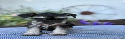 Miniature Schnauzer dogs for sale: Trixy - Ad 4