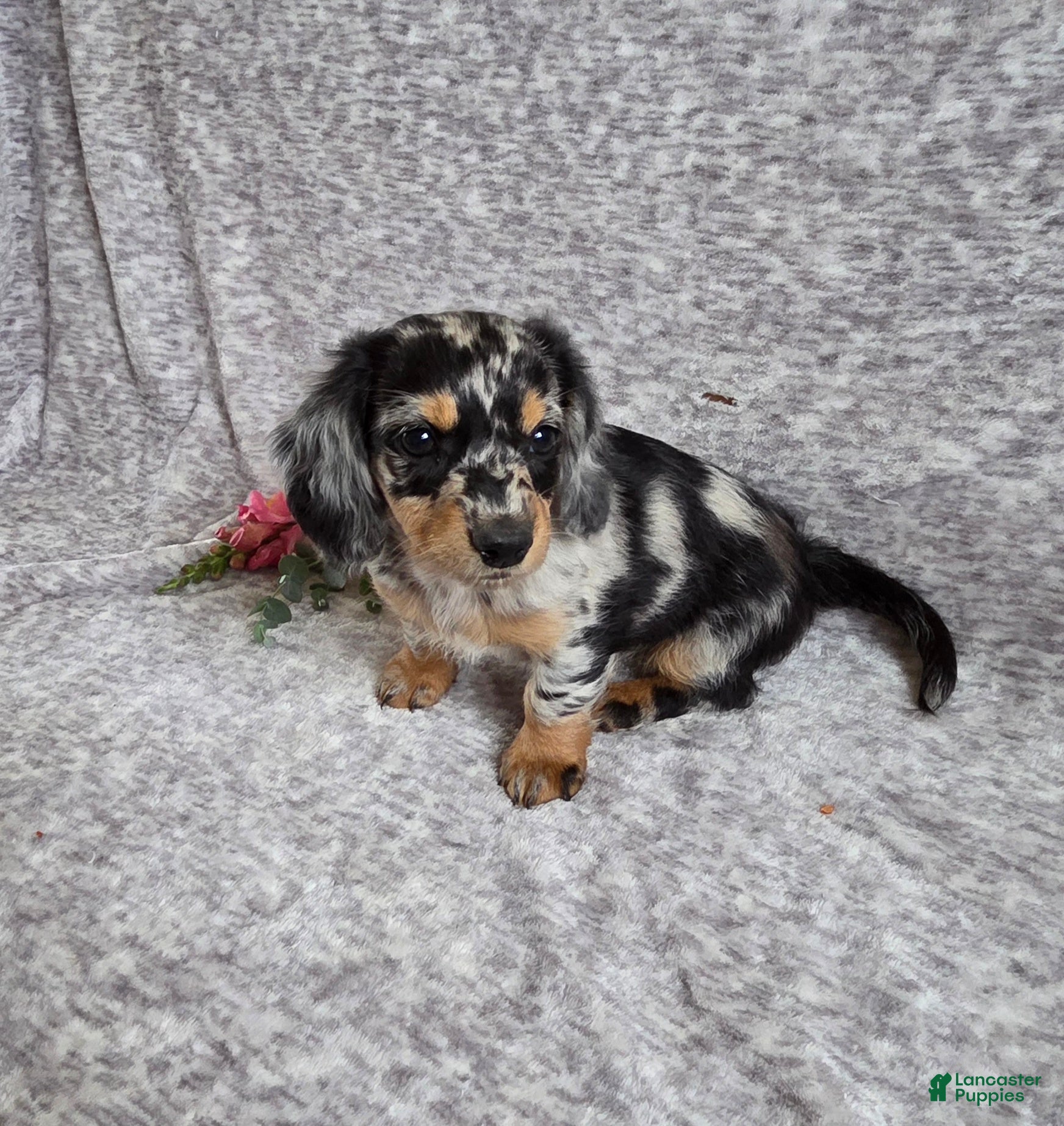 Miniature Dachshund dogs Lily - Ad 1