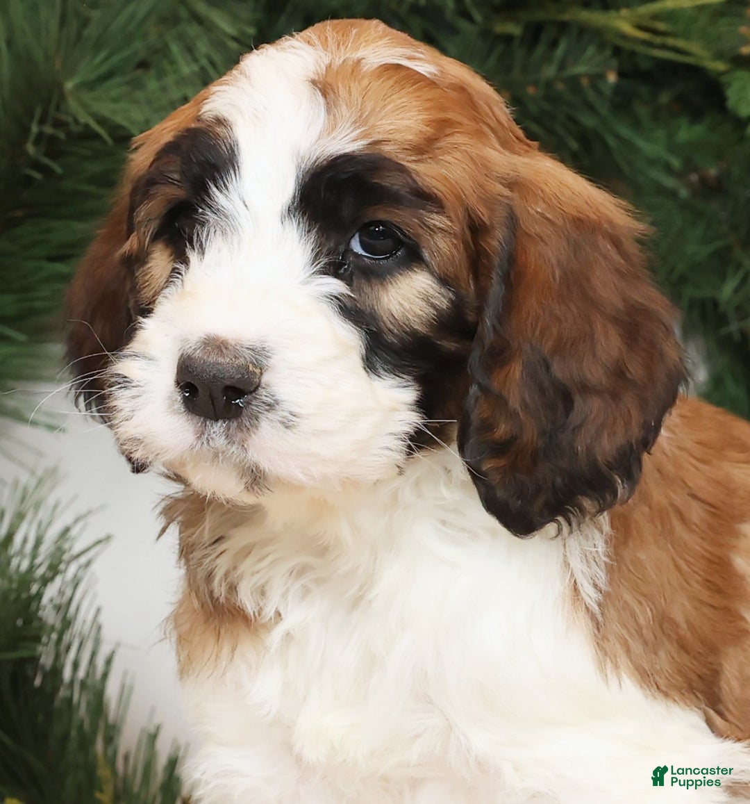 Saint Berdoodles dogs for sale: Cinnamon - Ad 7