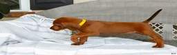 Redbone Coonhound dogs for sale: Buck - Ad 5
