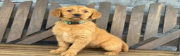 Golden Retriever dogs for sale: Roxy - Ad 4