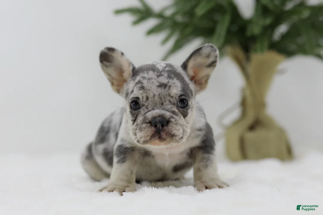 French Bulldog dogs for sale: Heather - Ad 2
