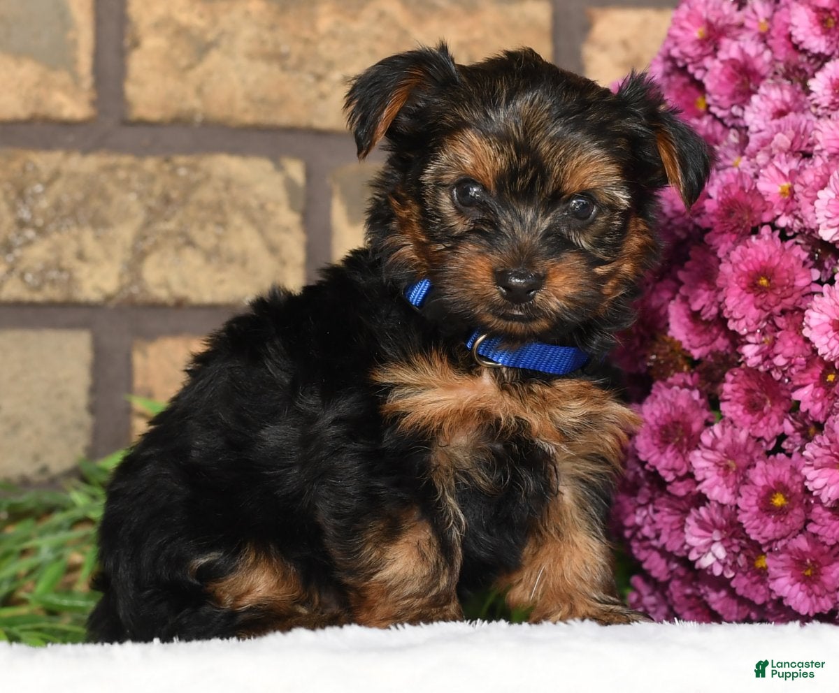 Yorkshire Terrier Puppies for sale Lancaster Puppies
