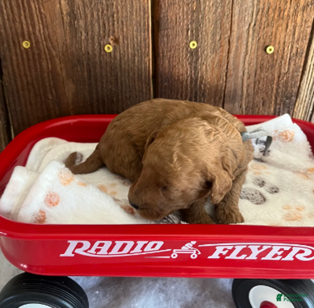 Mini Goldendoodle dogs for sale: Bagel - Ad 4