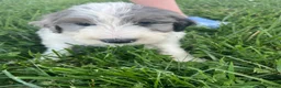 Sheepadoodle dogs for sale: Sheepadoodle 2 - Ad 5