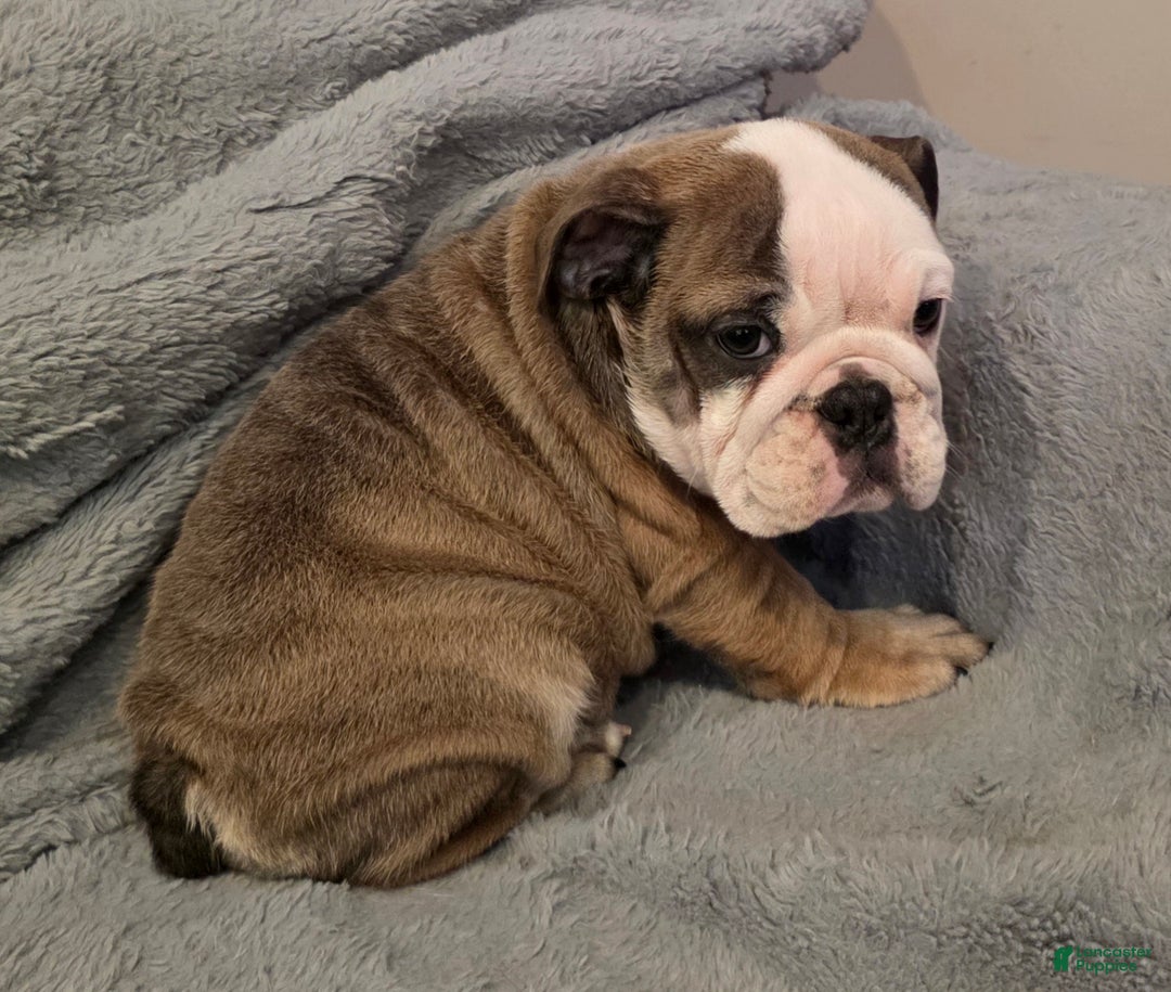 English Bulldog dogs for sale: Amari - Ad 6