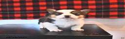 Welsh Corgi Pembroke dogs for sale: Garry  - Ad 2