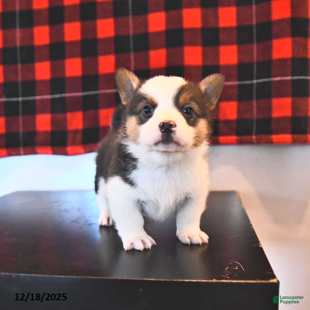Welsh Corgi Pembroke dogs for sale: Garry  - Ad 2