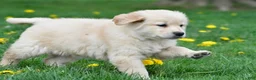 Golden Retriever dogs for sale: Cassandra - Ad 9
