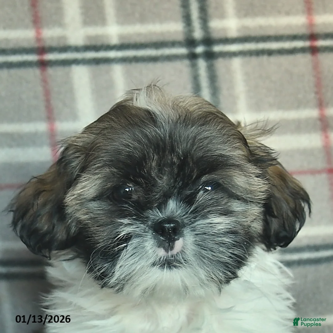 Shih Tzu dogs for sale: Sarge - Ad 5