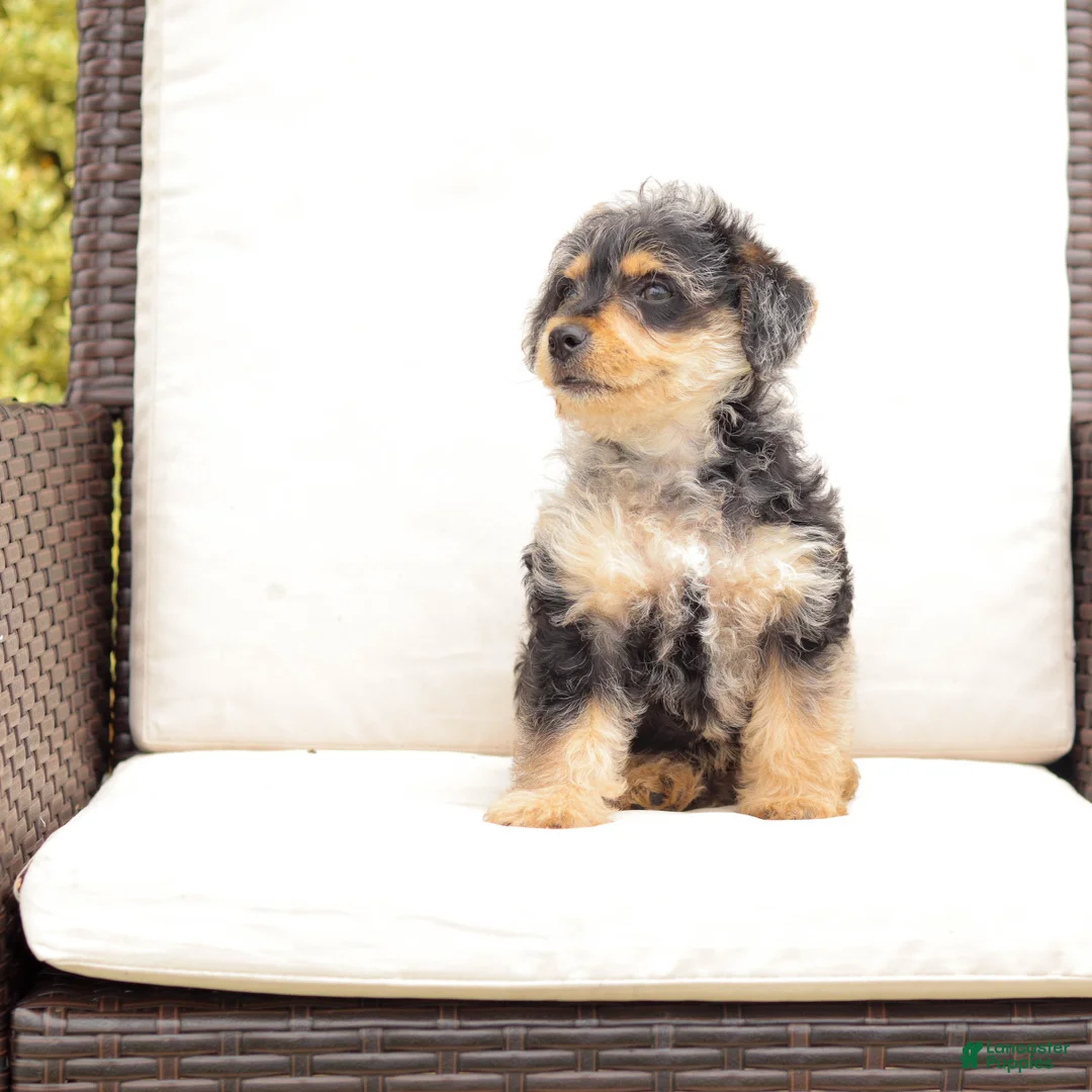Yorkiepoo dogs for sale: Lewey - Ad 6