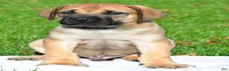 English Mastiff dogs for sale: Axe - Ad 7