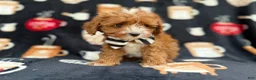 Cavapoo dogs for sale: Jackson - Ad 8