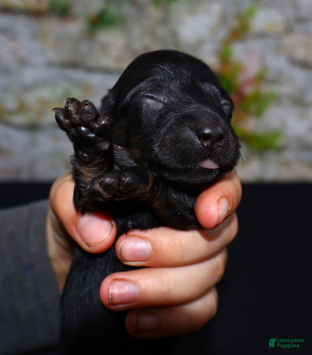 Miniature Dachshund dogs for sale: Miniature Dachshund Puppy 6 - Ad 1