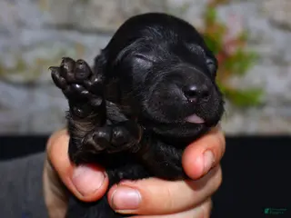 Miniature Dachshund dogs for sale: Miniature Dachshund Puppy 6 - Ad 1