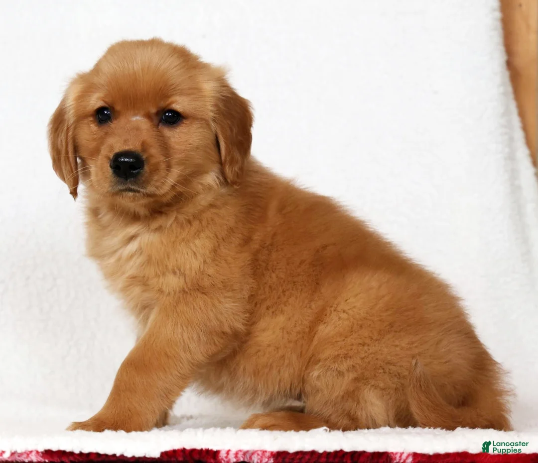 Golden Retriever dogs for sale: Layla - Ad 2