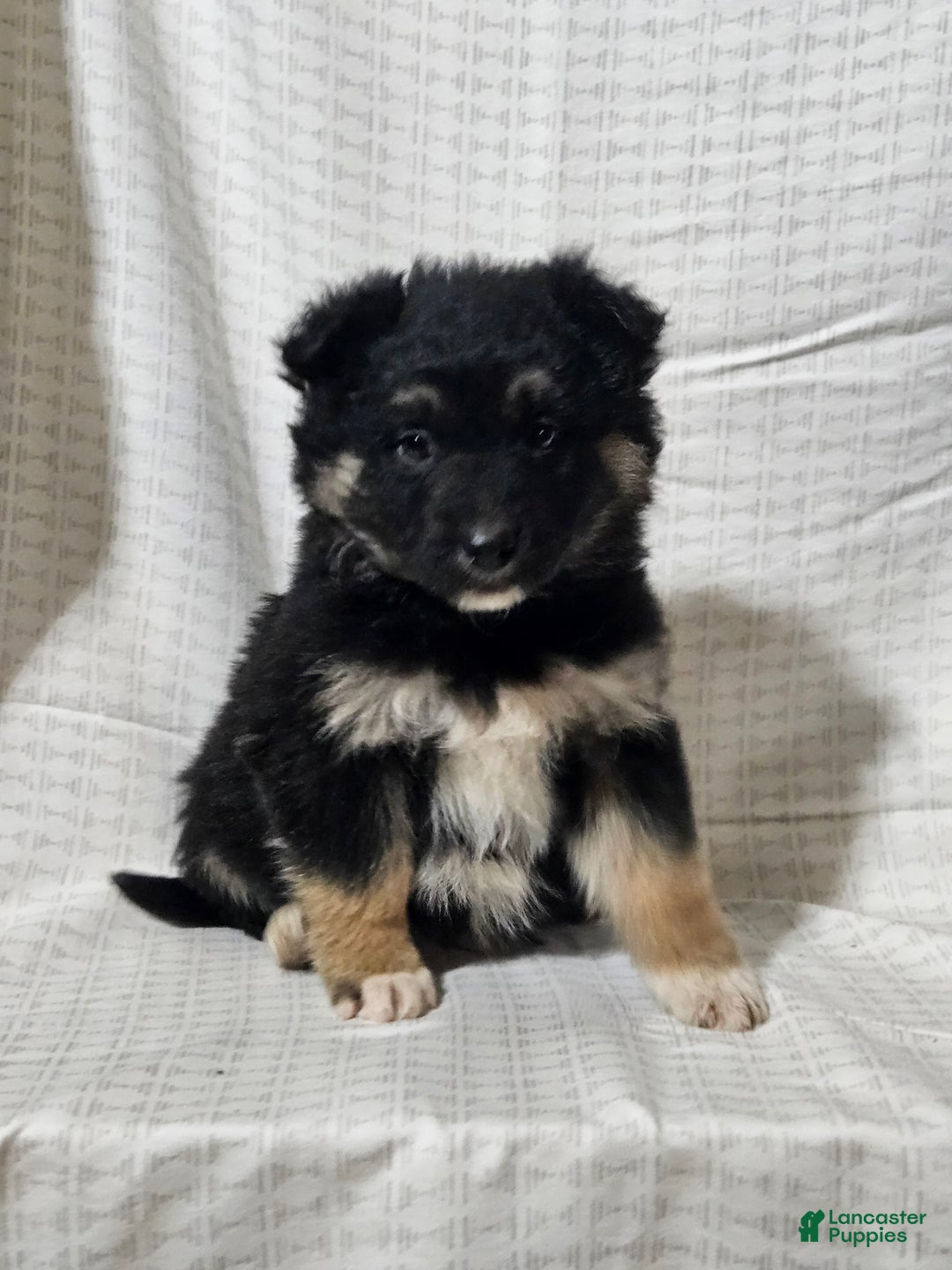 Mixed Breed dogs for sale: Brady - Ad 1