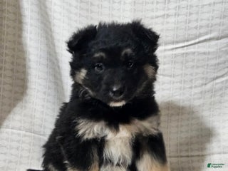 Mixed Breed dogs Brady - Ad 4