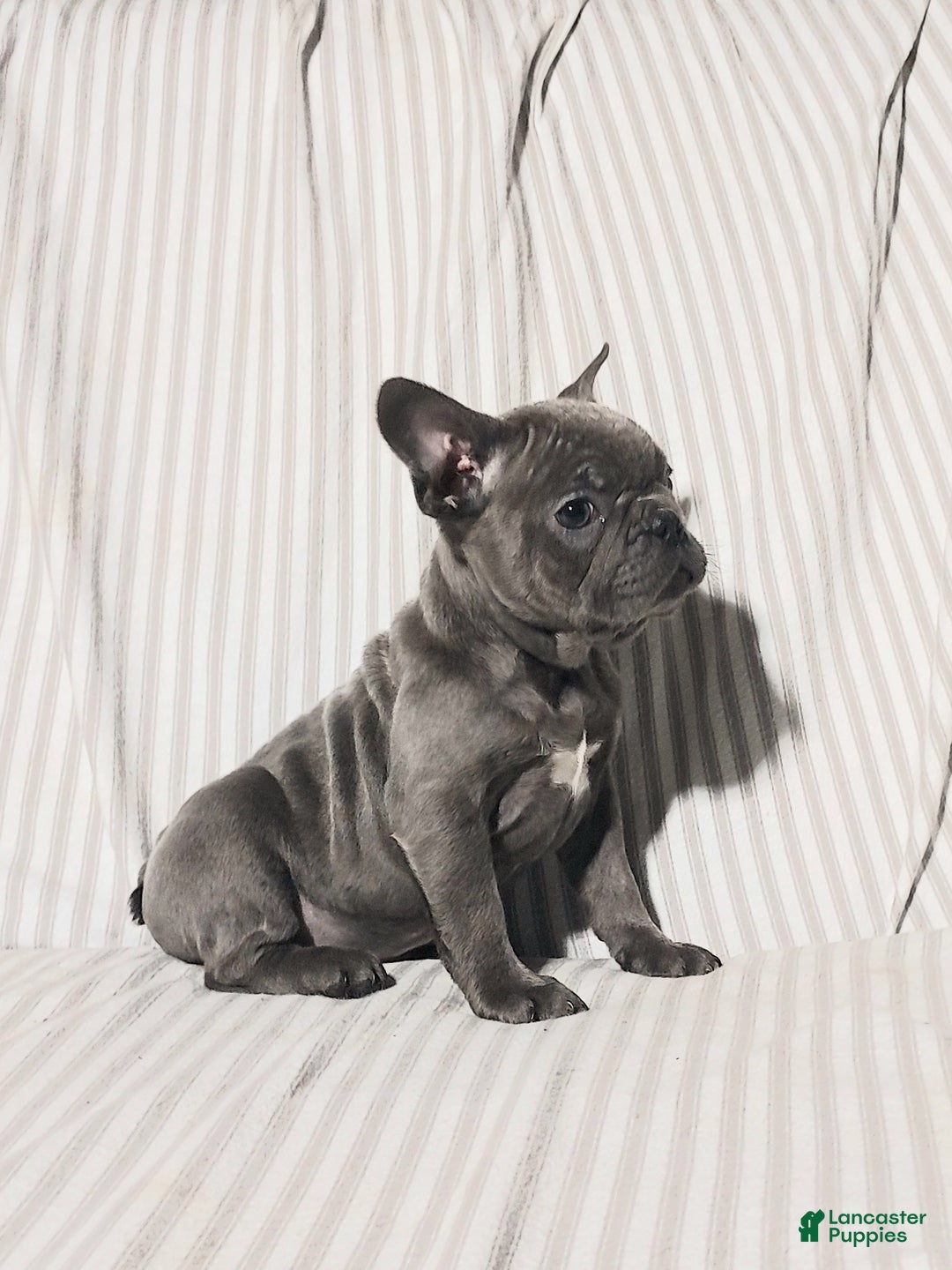 Mixed Breed dogs for sale: Leo - Ad 2