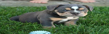 Zuma