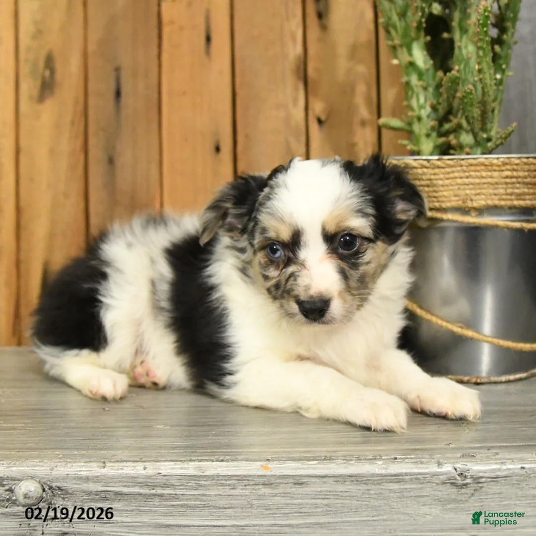 Miniature Australian Shepherd dogs for sale: Roger - Ad 3